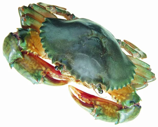 Animal Crab Isolerad Vit Bakgrund — Stockfoto