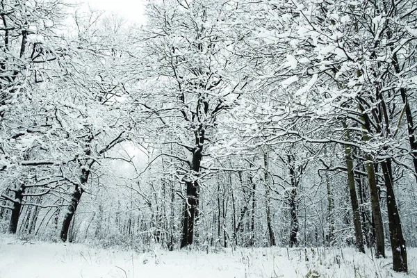 Zimowy Las Pod Białym Śniegiem Moskwa Federacja Rosyjska — Zdjęcie stockowe