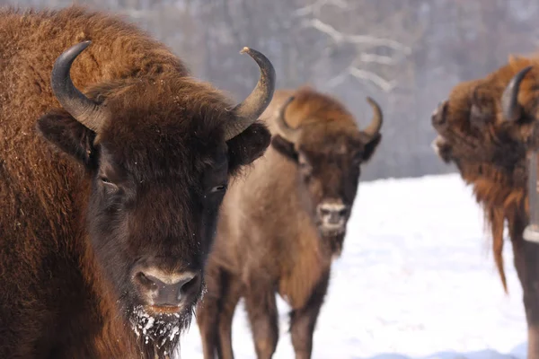 Evropská Bizoni Bison Bonasus Sněhu — Stock fotografie