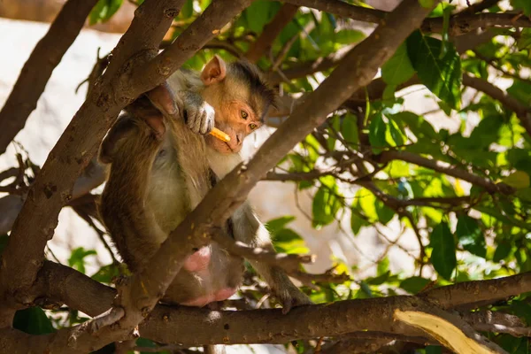 Şube Ormanda Oturan Maymun — Stok fotoğraf