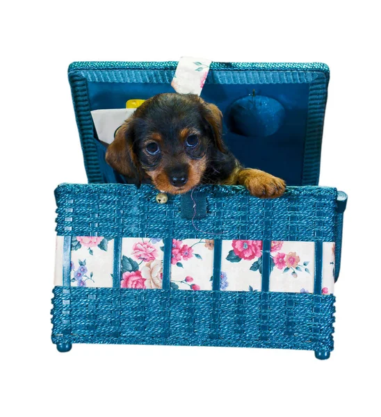 Small Dachshund Puppy Peeking Out Floral Sewing Box — Stock Photo, Image