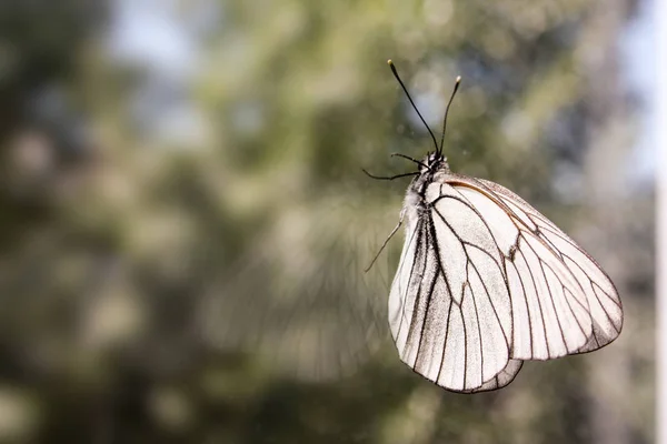 Schmetterling Auf Dem Glas Mit Seinem Spiegelbild Nach Oben Kriechen — Stockfoto