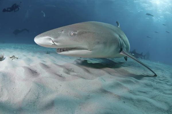 一只柠檬鲨沿着海床游泳 潜水员在背景中 巴哈马 — 图库照片