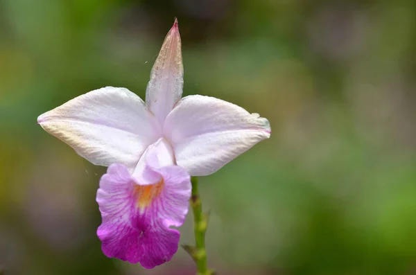 美しい紫色の蘭 胡蝶蘭 花ランの花束 — ストック写真