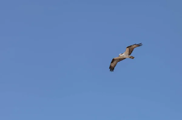 Pájaro Osprey Pandion Haliaetus Vuela Contra Cielo Azul Primavera Sur — Foto de Stock