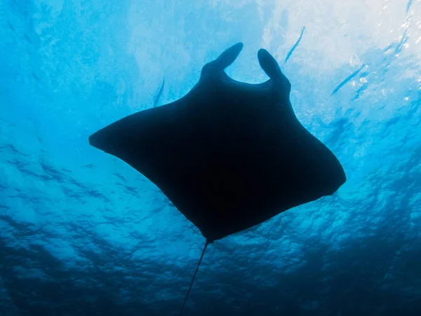 Uzavřené Manta Ray Severní Andamanské Thajsko — Stock fotografie