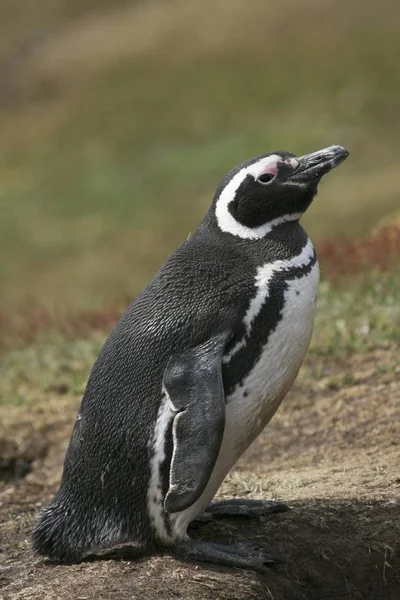 Pinguins Magalhães Spheniscus Magellanicus Seu Ninho Ilha Saunders Ilhas Malvinas — Fotografia de Stock