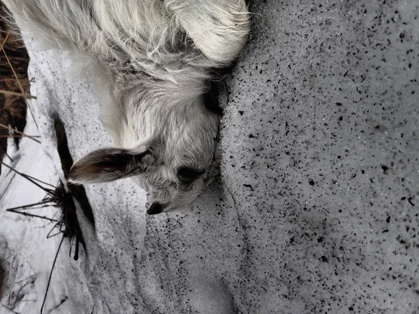 山羊死亡 — 图库照片