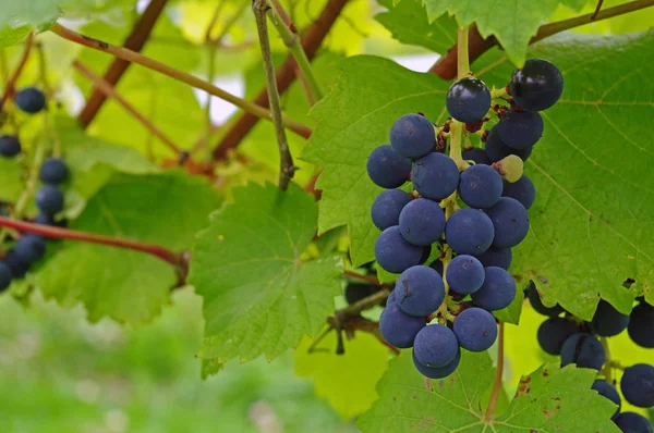 Uvas Azules Que Maduran Vid — Foto de Stock