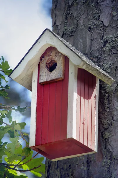 Een Huis Van Vogel Een Forest — Stockfoto