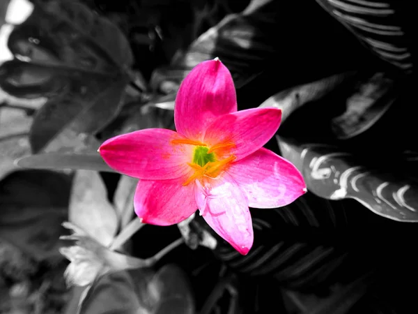 Roze Bloem Met Water Druppels Duisternis Vertegenwoordigt Liefde — Stockfoto