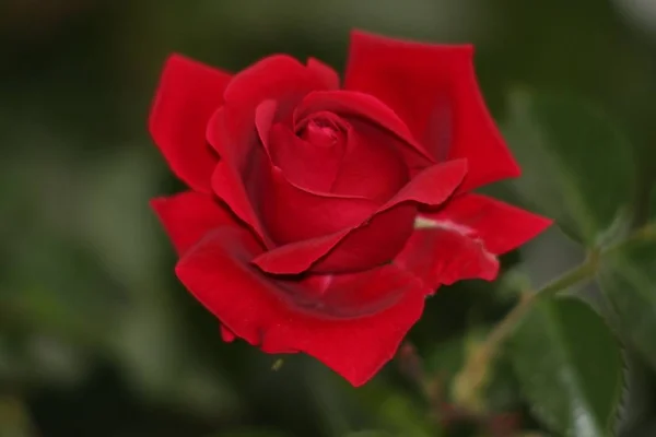 Закрыть Вид Красивую Красную Розу — стоковое фото