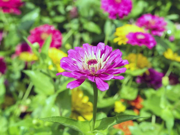 Pembe Dahlia Gür Yumrulu Otsu Çok Yıllık Bitkilerin Bir Cinstir — Stok fotoğraf