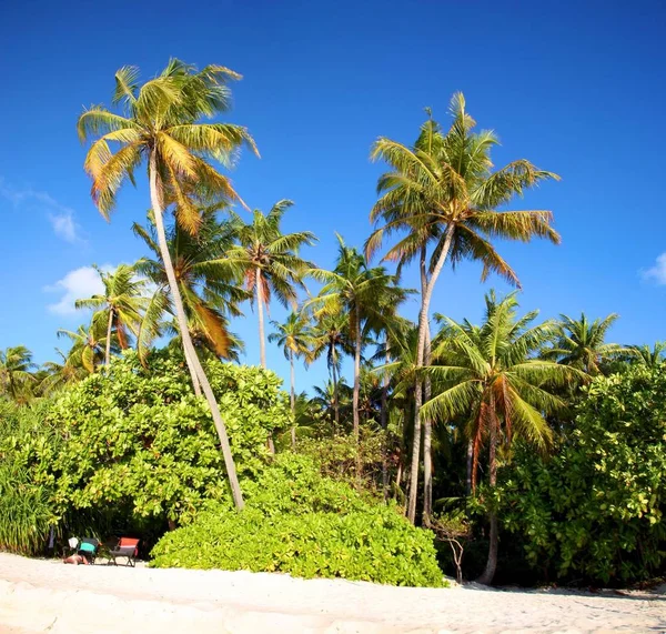 Coco Playa Las Maldivas — Foto de Stock
