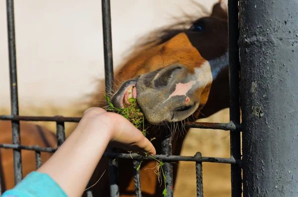 Close Shot Woman Feeds Horse Zoo — Stock Photo, Image