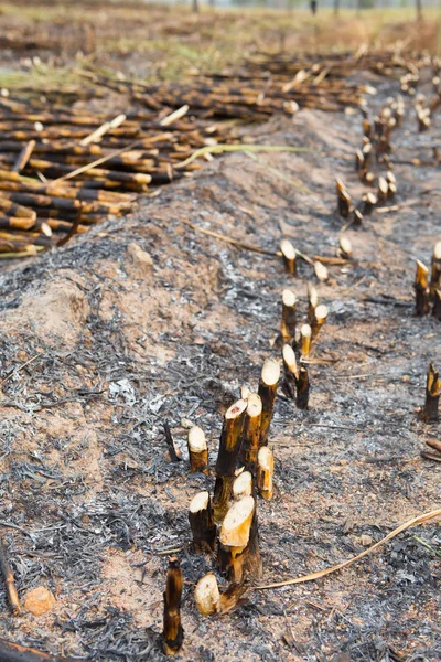 Campo Cana Açúcar Disparado Esta Colheita Mentod Fazer Aquecimento Global — Fotografia de Stock