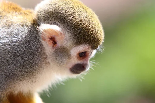 Close Shot Squirrel Monkey — Stock Photo, Image