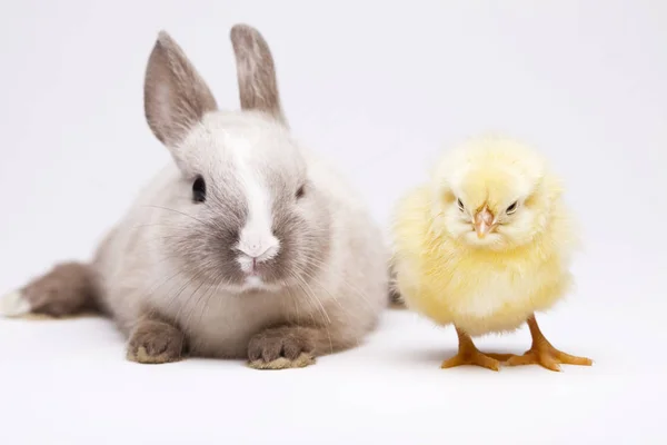 Rabbit and chick, springtime colorful bright theme