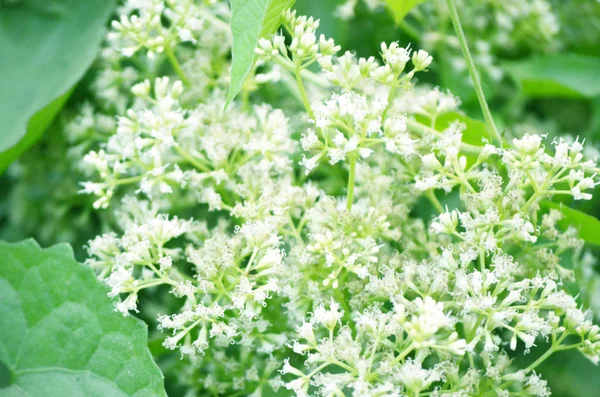 Colore Bianco Fiore Isolato Verde Foglia Sfondo — Foto Stock