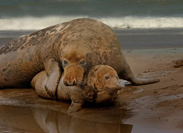 Een Kleine Vrouwelijke Atlantische Grijze Zegel Heeft Aandacht Getrokken Van — Stockfoto