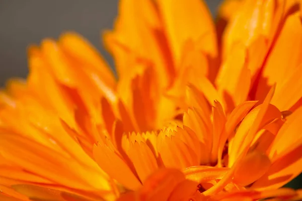橙色花朵的特写宏细节 — 图库照片