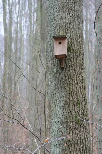 Nestbox Pour Oiseaux Forêt — Photo