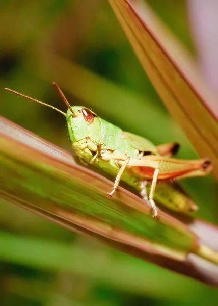 Green Grasshopper Sits Grass Stalk — Stock Photo, Image