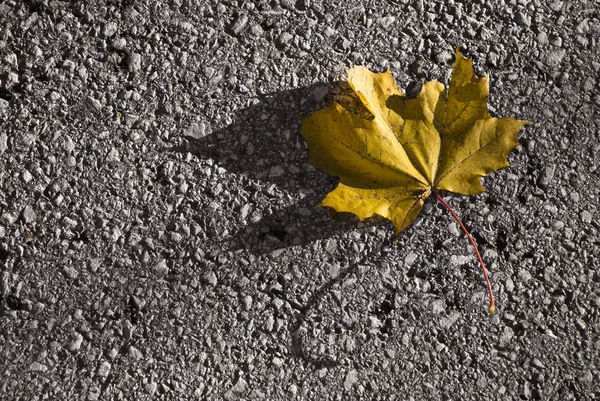 Ένα Κίτρινο Φύλλο Σφενδάμου Που Βρίσκεται Στο Δρόμο Φθινοπωρινή Εικόνα — Φωτογραφία Αρχείου