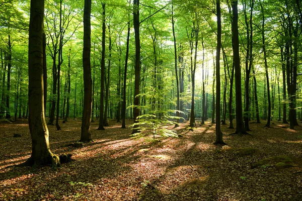 Hermosa Mañana Bosque Polonia — Foto de Stock