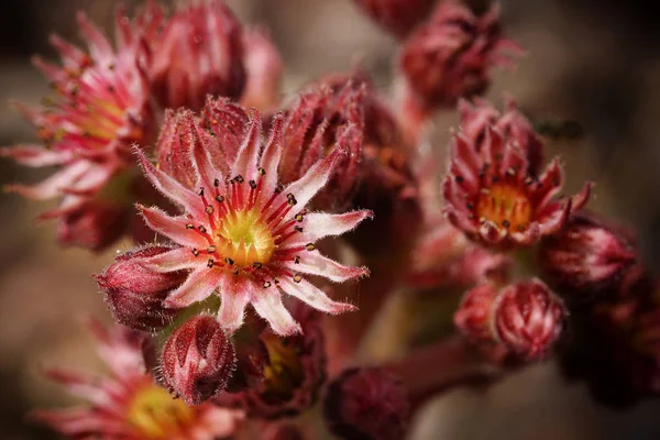 Houseleek Sempervivum Blommor Sommaren — Stockfoto