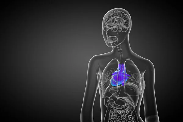 人間の心臓の3Dレンダリング医療イラスト バックビュー — ストック写真