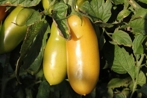 Pomidor Zielony Czerwony Rośliny Zielone — Zdjęcie stockowe