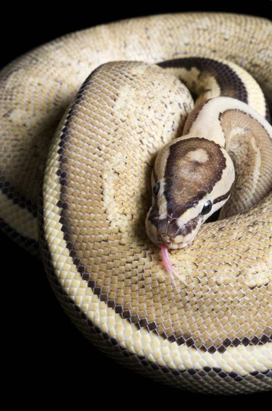 Super Streifenball Python Mit Herausgestreckter Zunge — Stockfoto