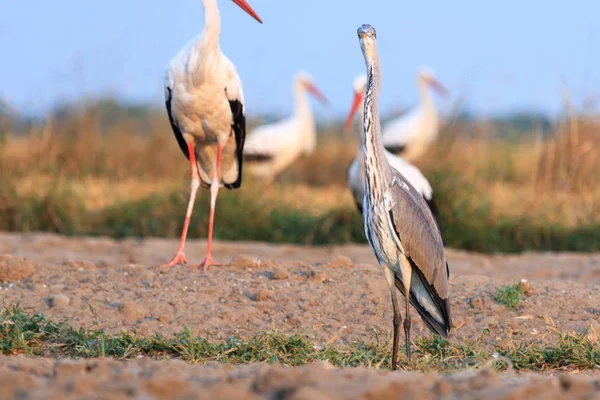 その自然の生息地 自然シリーズで野生の鳥 — ストック写真