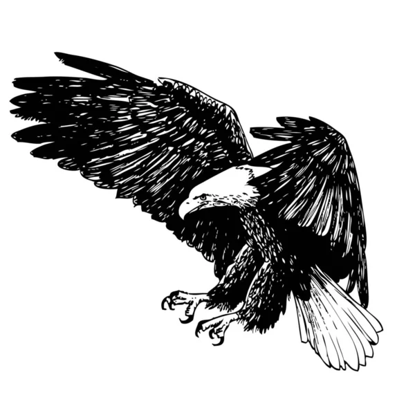 Águila Blanca Negra Dibujada Mano Sobre Fondo Blanco —  Fotos de Stock