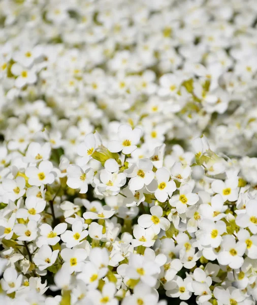 Medow Avec Fleurs Blanches — Photo