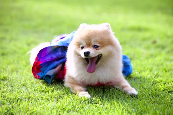 Pomerania Perros Sentado Allí Mirando Hermosa Vista Propietario — Foto de Stock