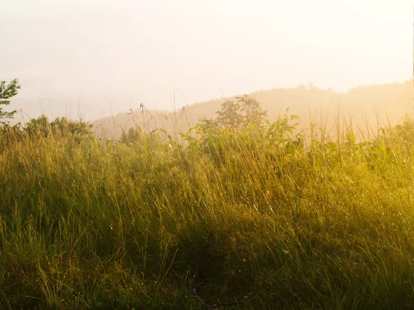 Gräsområde Soluppgången Från Chaeng Hill Chiang Rai — Stockfoto