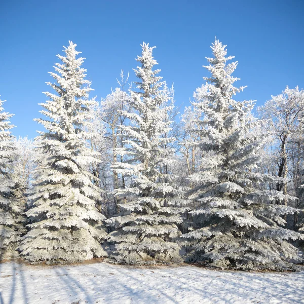 Stare Duże Zamrożone Drzewo Tle Koloru Niebieskim Niebem — Zdjęcie stockowe