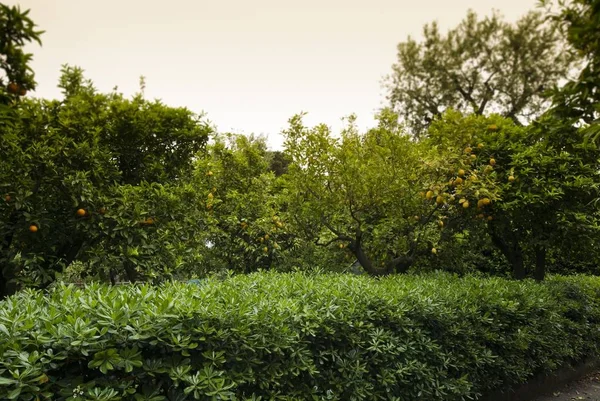 알베르고 비토리아 소렌토 이탈리아의 정원에 과수원 — 스톡 사진