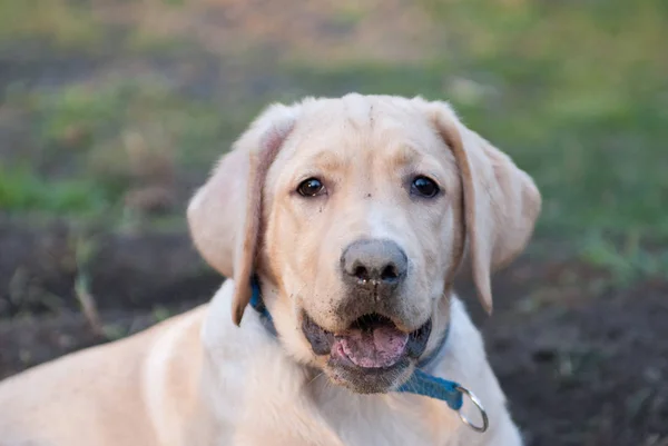 Chiot Labrador Retriever Assis Devant Trou Air Débile — Photo