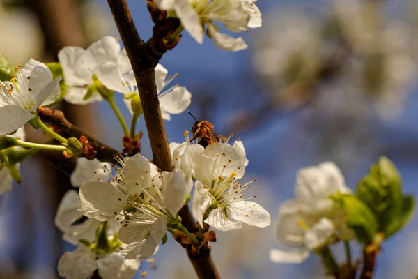 Цветущее Дерево Пчелиным Опылением — стоковое фото