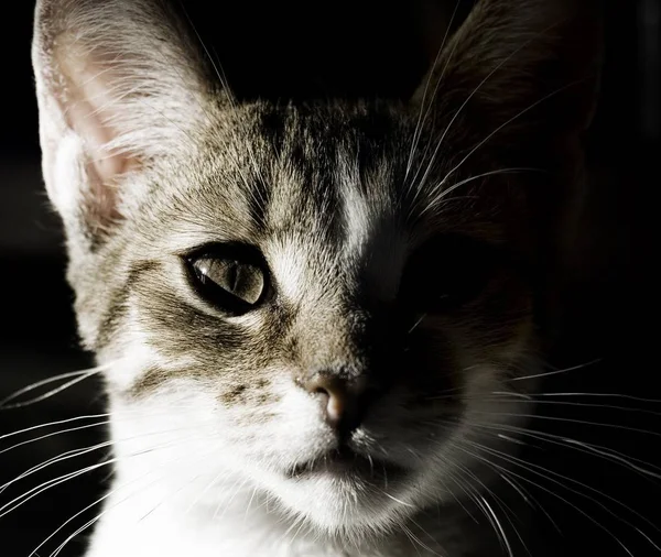 Retrato Gato Doméstico Con Sombra Fuerte —  Fotos de Stock