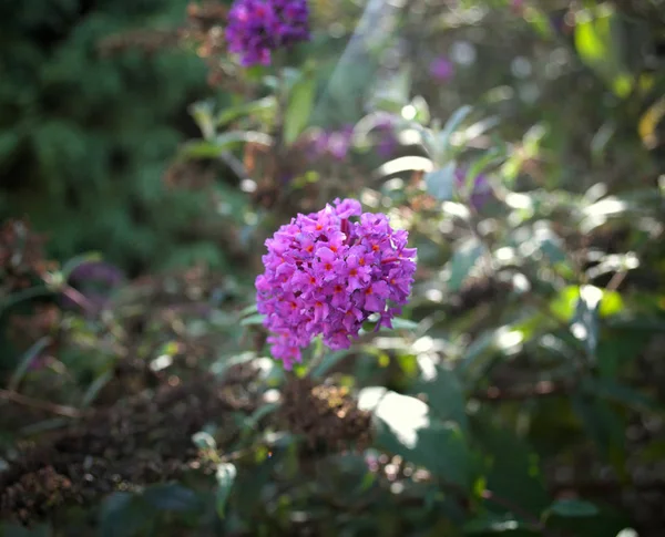 Pequeña Planta Con Ramo Flores Púrpuras Primer Plano —  Fotos de Stock