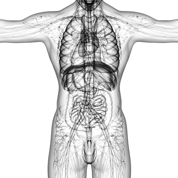 Render Orvosi Illusztrációja Emberi Anatómia Elölnézet — Stock Fotó