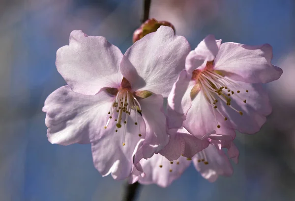 Sakura Ellen Blue Sky Virágokkal — Stock Fotó