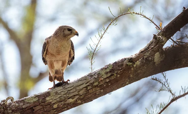 Red shouldered Hawk Buteo lineatus hunts for prey and eats in the Corkscrew Swamp Sanctuary of Naples, Florida
