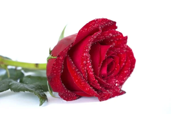 Hermosa Rosa Roja Sobre Fondo Blanco — Foto de Stock