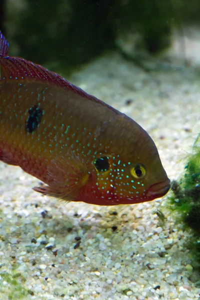 Goldfish Aquarium Europe — Stock Photo, Image