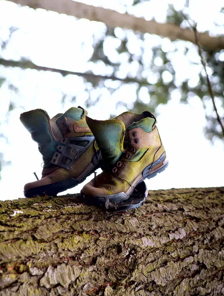 나무에 신발의 — 스톡 사진